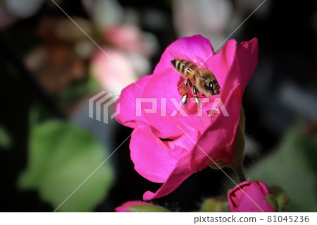 Side view of a honeybee inside a rose Side view of a honeybee inside a rose 81045236