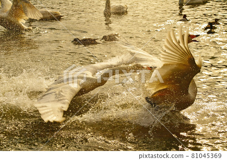 天鵝在奧克 81045369