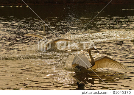 Swan in Oike 81045370