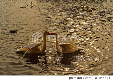 Swan in Oike 81045371