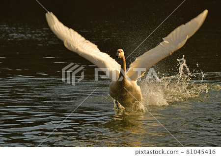 Swan in Oike 81045416