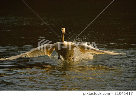 Swan in Oike Swan in Oike 81045417