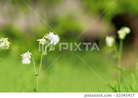 Aquilegia 花盛開在花園裡 Aquilegia 花盛開在花園裡 81045457