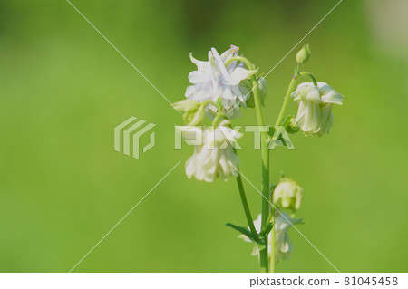 Aquilegia 花盛開在花園裡 Aquilegia 花盛開在花園裡 81045458