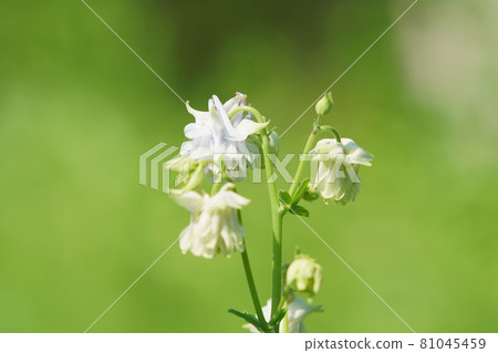 Aquilegia 花盛開在花園裡 Aquilegia 花盛開在花園裡 81045459