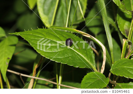 萬壽菊果實 萬壽菊果實 81045461