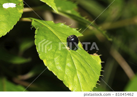 萬壽菊果實 萬壽菊果實 81045462