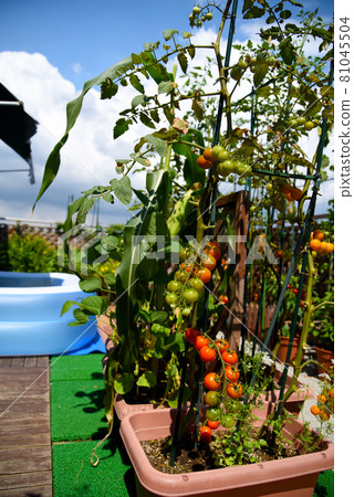 How to use the roof balcony in summer: Home garden plus pool play at home time 81045504