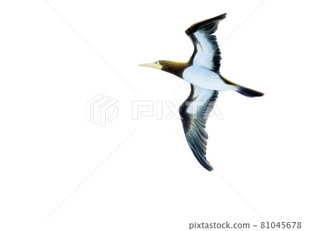 Boobies hand-painted 81045678