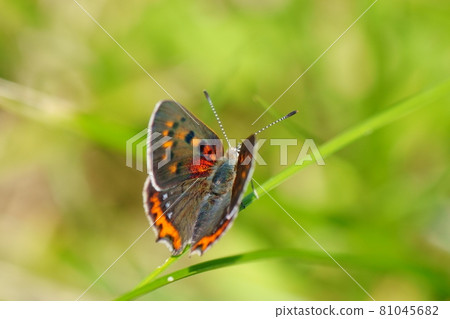 Small copper spreading its wings on the grass Small copper spreading its wings on the grass 81045682