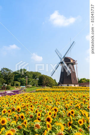 Tsurumi Ryokuchi Park Windmill and Sunflower Tsurumi Ryokuchi Park Windmill and Sunflower 81045737