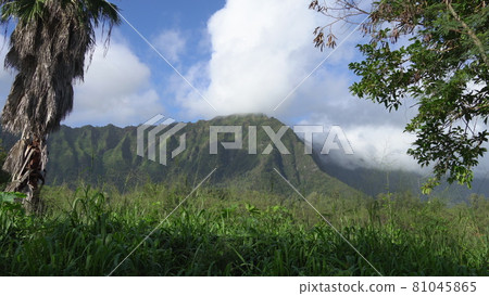 View of the rainforest and rocky mountain. Tropical Island Oahu Hawaii. Clear sunny day with white clouds on the blue sky. 81045865