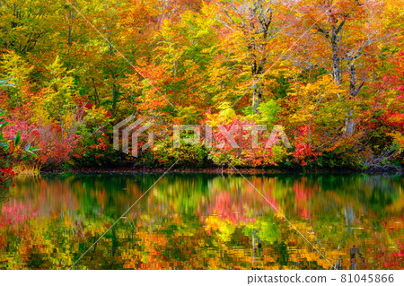 Kamike秋葉 81045866