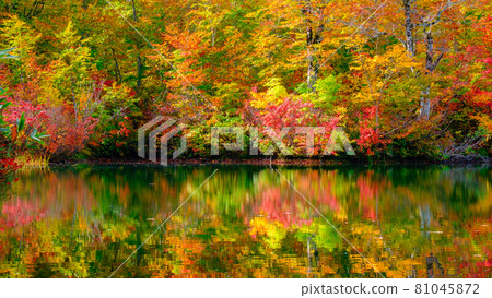 Kamike秋葉 81045872