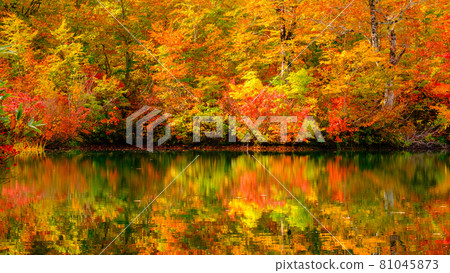 Kamike秋葉 81045873