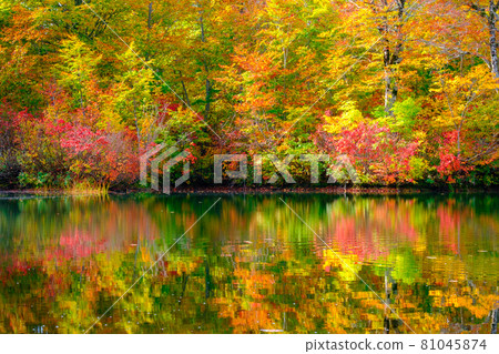 Autumn leaves of Kamike 81045874