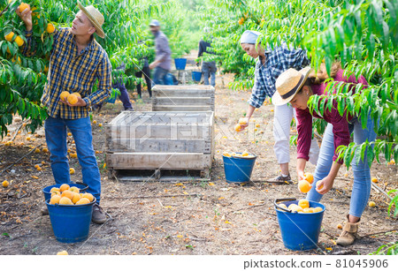 Workers picking yellow peaches 81045906