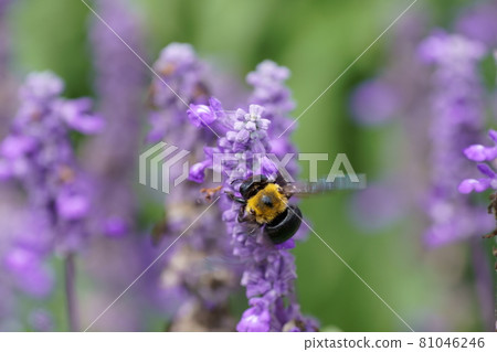 Carpenter bee that collects nectar from flowers 81046246