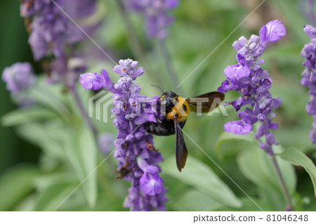 Carpenter bee collecting nectar of flowers Flying carpenter bee 81046248