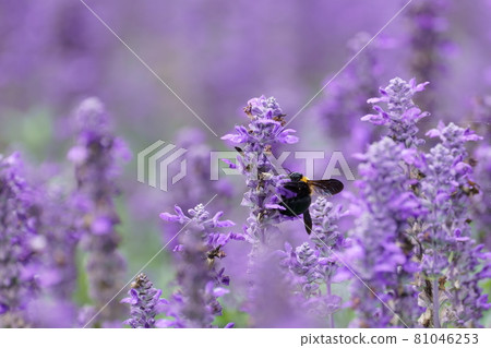 從花中採集花蜜的木蜂 從花中採集花蜜的木蜂 81046253