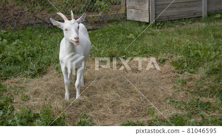 happy goat farm animal resting in sun light organic agriculture dairy farming happy goat farm animal resting in sun light organic agriculture dairy farming 81046595