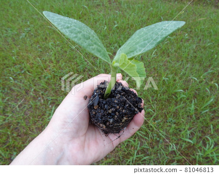 Pumpkin seedlings 81046813