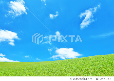 Summer blue sky and fresh green meadow landscape 81046958