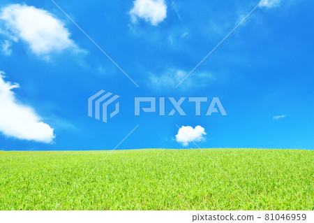 Summer blue sky and fresh green meadow landscape 81046959