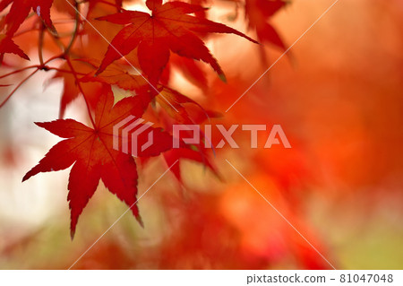 Maple leaves in red 81047048