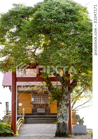 Sakura tree and floating tree shrine in the morning sun Lake Tazawa 81047171