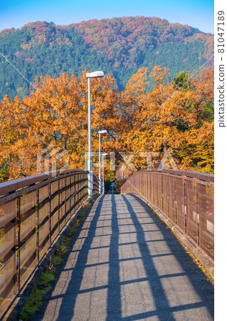 Nagatoro Autumn scenery Kaneishisuikan Bridge Autumn leaves scenery Nagatoro Autumn scenery Kaneishisuikan Bridge Autumn leaves scenery 81047189