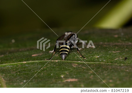 Adult Long-waisted Honey Wasp Adult Long-waisted Honey Wasp 81047219