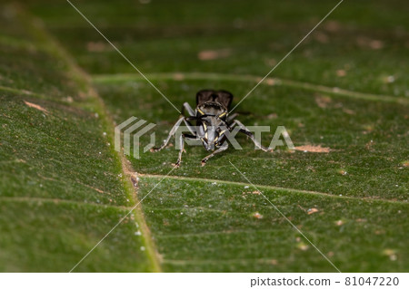 Adult Long-waisted Honey Wasp Adult Long-waisted Honey Wasp 81047220