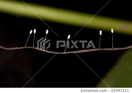 Green Lacewing Eggs Green Lacewing Eggs 81047221