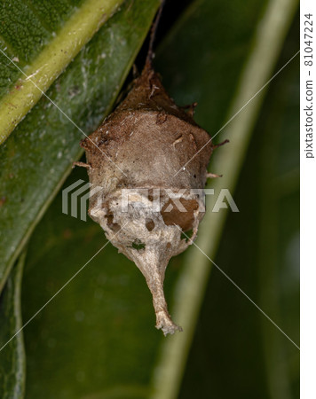 Longspinneret Spider Egg Case Longspinneret Spider Egg Case 81047224