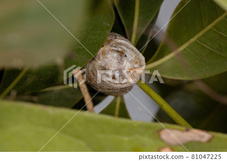 Mantid Egg Case Mantid Egg Case 81047225