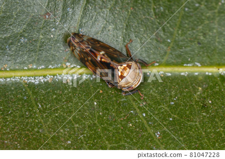 Small Typical Leafhopper 81047228