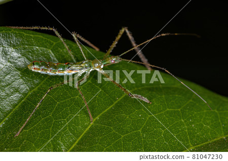 Assassin Bug Nymph Assassin Bug Nymph 81047230