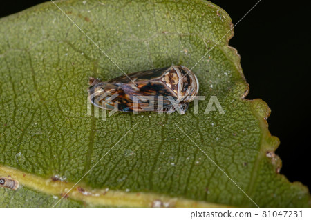 Small Typical Leafhopper Small Typical Leafhopper 81047231