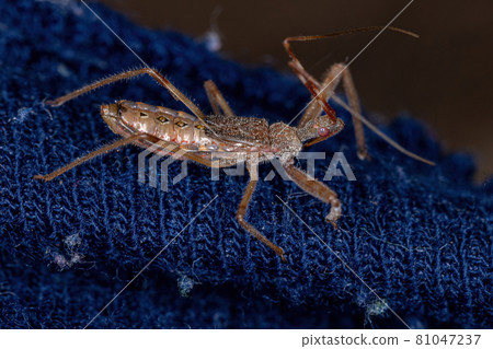 Assassin Bug Nymph Assassin Bug Nymph 81047237