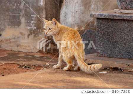 domestic cat face domestic cat face 81047238