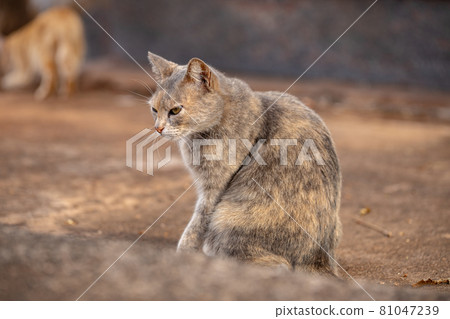 domestic cat face domestic cat face 81047239