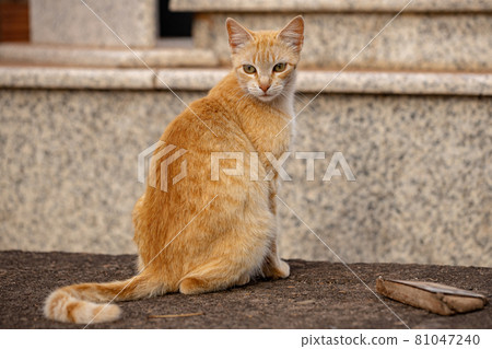 domestic cat face domestic cat face 81047240