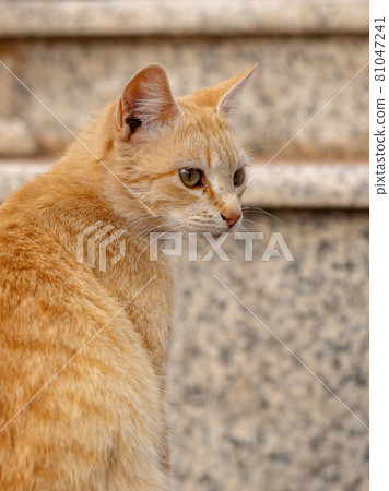 domestic cat face domestic cat face 81047241