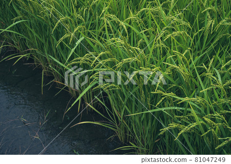 Paddy field in August Growing rice ears that get wet in the rain Cold color matte feeling 81047249