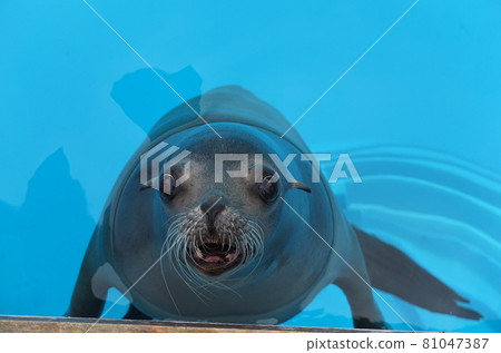 Aquarium Seal Aquarium Seal 81047387
