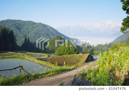 Quiet and beautiful early morning rural landscape 81047476