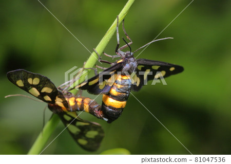 Amata fortunei moth insect Amata fortunei moth insect 81047536