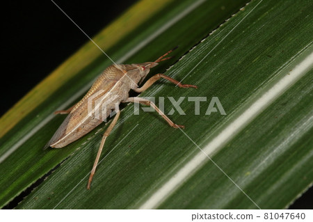 Creatures, insects, shrimp, turtle beetle, seen from the side. The biggest feature is a short antenna and a short snout, the spiracle is black Creatures, insects, shrimp, turtle beetle, seen from the side. The biggest feature is a short antenna and a short snout, the spiracle is black 81047640