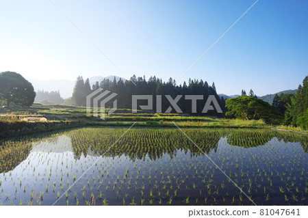 Quiet and beautiful early morning rural landscape Quiet and beautiful early morning rural landscape 81047641
